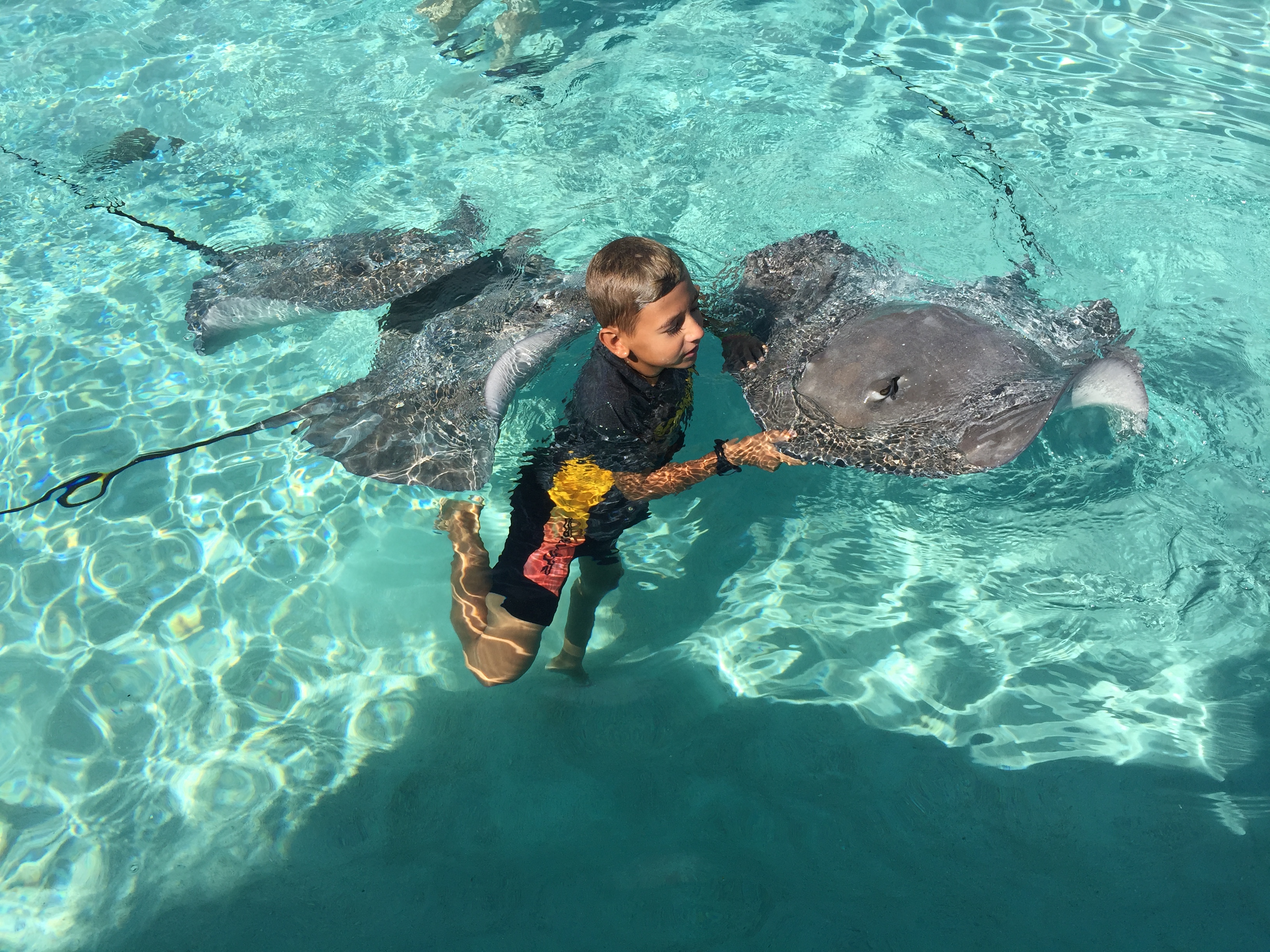 Child swimming with rays in Moorea's lagoon