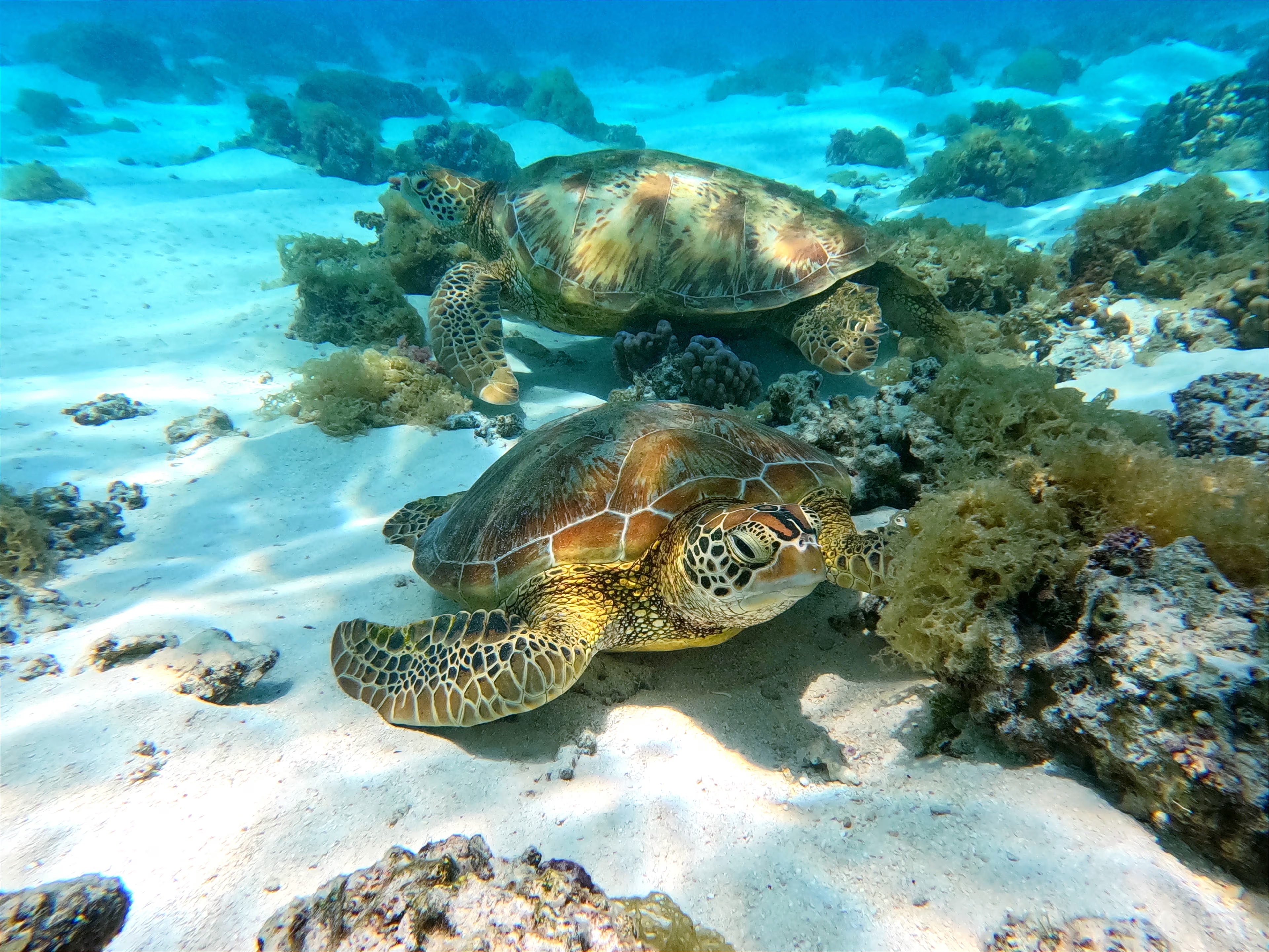 Two turtles underwater in Moorea