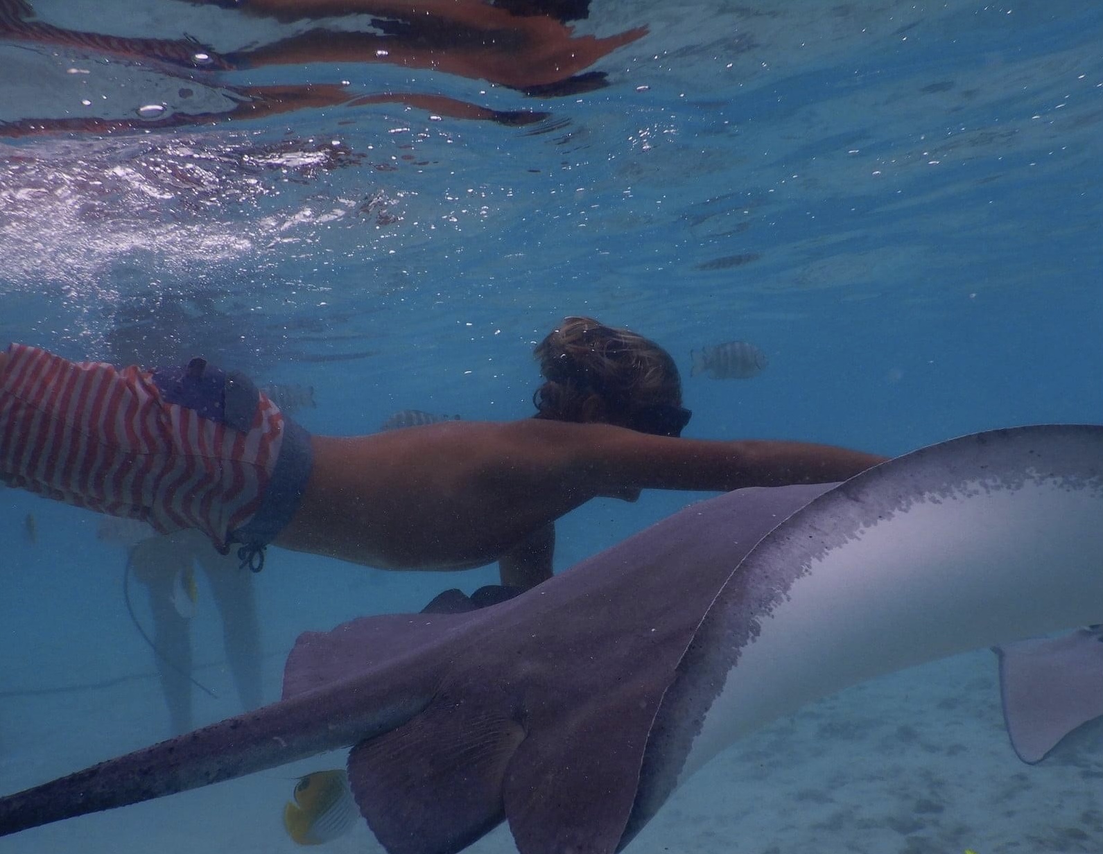 Snorkeling beside a ray underwater