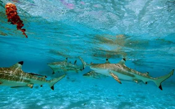 Boat tour moment in Moorea