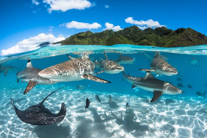 Tropical lagoon scene in Moorea
