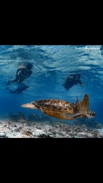 Private boat tour detail in Moorea